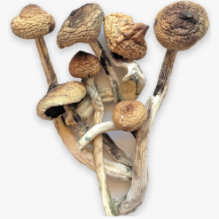 golden-teachers-mushrooms